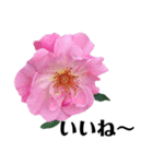 yasuおばさんの薔薇言葉R3-2（個別スタンプ：38）