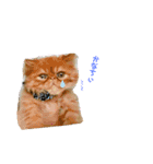 ピョルポギ（個別スタンプ：1）