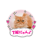 ピョルポギ（個別スタンプ：8）