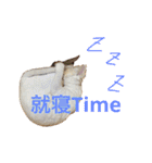ピョルポギ（個別スタンプ：15）