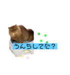 ピョルポギ（個別スタンプ：16）