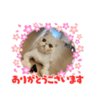 ピョルポギ（個別スタンプ：17）