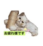 ピョルポギ（個別スタンプ：21）