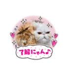 ピョルポギ（個別スタンプ：23）