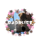 ピョルポギ（個別スタンプ：24）