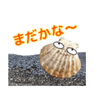 海の生き物 アサリ 貝 レジャーや日常で（個別スタンプ：12）