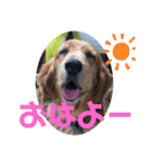 妹妹(マイマイ)（個別スタンプ：1）