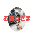 妹妹(マイマイ)（個別スタンプ：3）