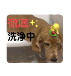 妹妹(マイマイ)（個別スタンプ：13）