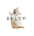 ジジ part.3（個別スタンプ：1）