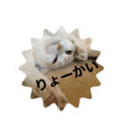 ジジ part.3（個別スタンプ：4）