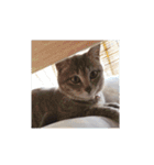 しましま猫さくらこ（個別スタンプ：1）