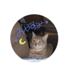 しましま猫さくらこ（個別スタンプ：4）