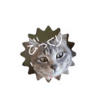 しましま猫さくらこ（個別スタンプ：5）