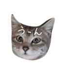 しましま猫さくらこ（個別スタンプ：8）
