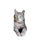 しましま猫さくらこ（個別スタンプ：10）