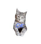 しましま猫さくらこ（個別スタンプ：12）