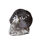 しましま猫さくらこ（個別スタンプ：13）