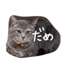 しましま猫さくらこ（個別スタンプ：15）