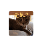 しましま猫さくらこ（個別スタンプ：17）