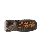 しましま猫さくらこ（個別スタンプ：19）