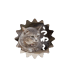 しましま猫さくらこ（個別スタンプ：24）