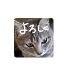しましま猫さくらこ（個別スタンプ：25）