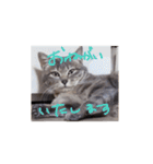 しましま猫さくらこ（個別スタンプ：26）