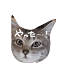 しましま猫さくらこ（個別スタンプ：27）