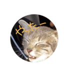 しましま猫さくらこ（個別スタンプ：32）