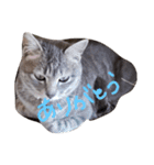 しましま猫さくらこ（個別スタンプ：34）