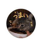 しましま猫さくらこ（個別スタンプ：35）