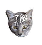 しましま猫さくらこ（個別スタンプ：37）