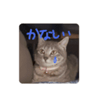 しましま猫さくらこ（個別スタンプ：38）