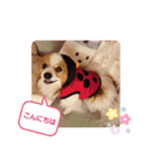 ぱぴぱぴパピヨン21（個別スタンプ：3）
