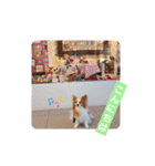 ぱぴぱぴパピヨン21（個別スタンプ：4）