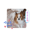 ぱぴぱぴパピヨン21（個別スタンプ：5）