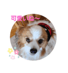 ぱぴぱぴパピヨン21（個別スタンプ：13）