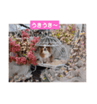 ぱぴぱぴパピヨン21（個別スタンプ：14）