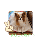 ぱぴぱぴパピヨン21（個別スタンプ：21）