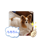 ぱぴぱぴパピヨン21（個別スタンプ：22）