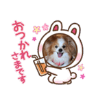 ぱぴぱぴパピヨン21（個別スタンプ：24）
