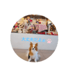 ぱぴぱぴパピヨン21（個別スタンプ：25）