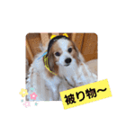 ぱぴぱぴパピヨン21（個別スタンプ：29）