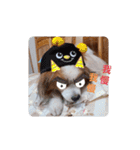 ぱぴぱぴパピヨン21（個別スタンプ：33）