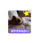 ぱぴぱぴパピヨン21（個別スタンプ：39）