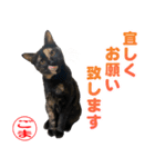 猫のごまちゃん1（個別スタンプ：3）
