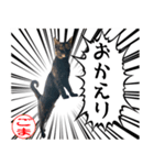 猫のごまちゃん1（個別スタンプ：5）