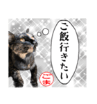 猫のごまちゃん1（個別スタンプ：6）