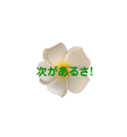 優しくてポジティブなプルメリア（個別スタンプ：4）